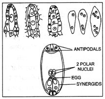 Class 12 Biology Important Questions Chapter 2 Sexual Reproduction in Flowering Plants 14