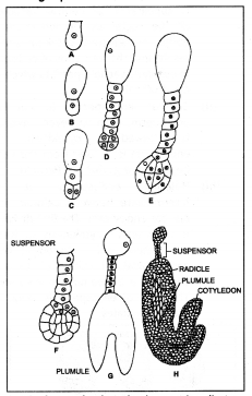 Class 12 Biology Important Questions Chapter 2 Sexual Reproduction in Flowering Plants 16