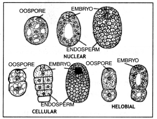 Class 12 Biology Important Questions Chapter 2 Sexual Reproduction in Flowering Plants 17