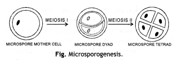 Class 12 Biology Important Questions Chapter 2 Sexual Reproduction in Flowering Plants 3