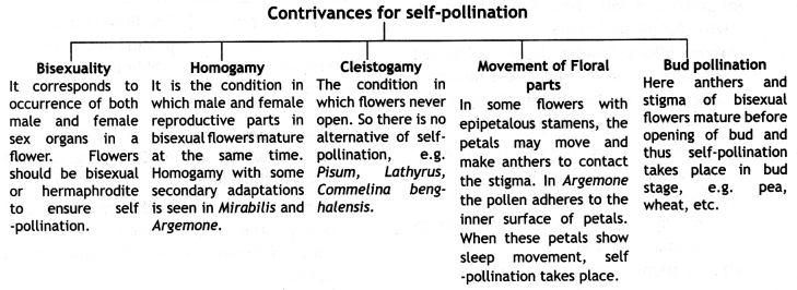 Class 12 Biology Important Questions Chapter 2 Sexual Reproduction in Flowering Plants 6