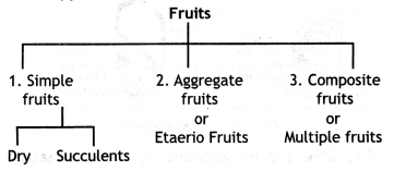 Class 12 Biology Important Questions Chapter 2 Sexual Reproduction in Flowering Plants 7