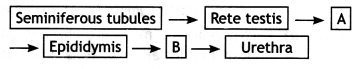 Class 12 Biology Important Questions Chapter 3 Human Reproduction 1