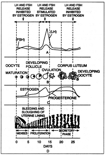 Class 12 Biology Important Questions Chapter 3 Human Reproduction 12