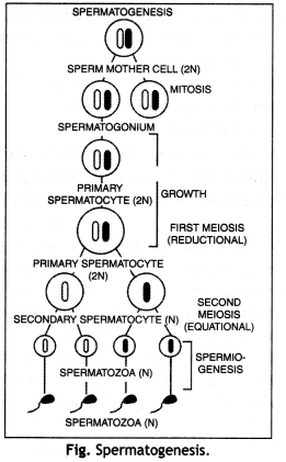 Class 12 Biology Important Questions Chapter 3 Human Reproduction 13