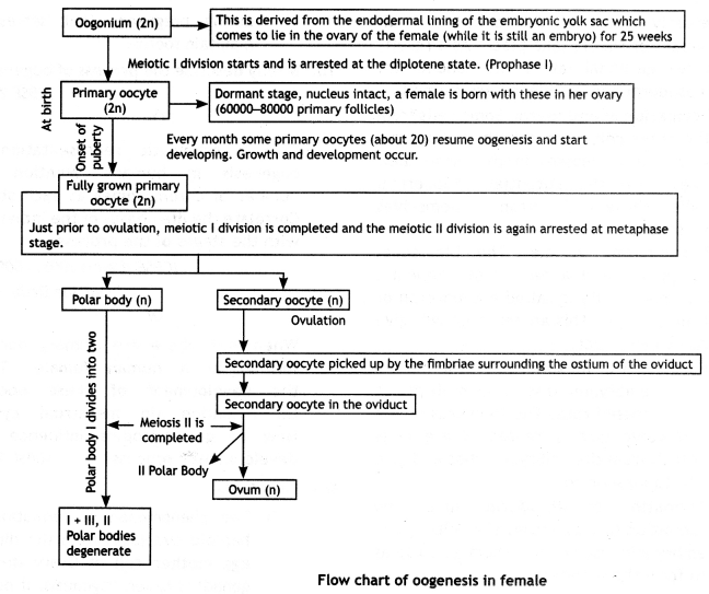 Class 12 Biology Important Questions Chapter 3 Human Reproduction 17