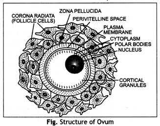 Class 12 Biology Important Questions Chapter 3 Human Reproduction 18