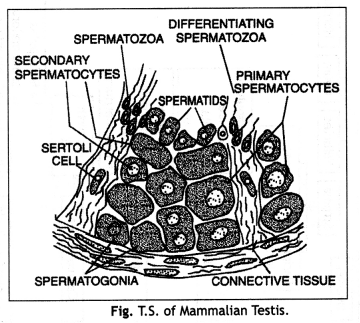 Class 12 Biology Important Questions Chapter 3 Human Reproduction 19