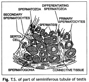 Class 12 Biology Important Questions Chapter 3 Human Reproduction 3