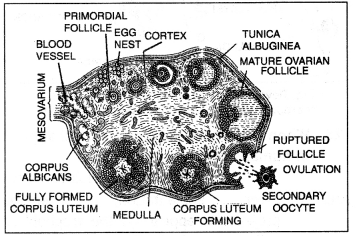 Class 12 Biology Important Questions Chapter 3 Human Reproduction 4