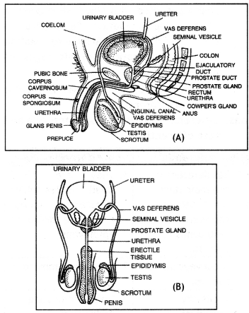 Class 12 Biology Important Questions Chapter 3 Human Reproduction 6