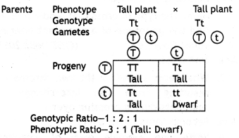 Class 12 Biology Important Questions Chapter 5 Principles of Inheritance and Variation 1