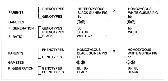 Class 12 Biology Important Questions Chapter 5 Principles of Inheritance and Variation 13