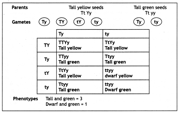 Class 12 Biology Important Questions Chapter 5 Principles of Inheritance and Variation 14