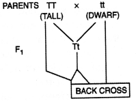 Class 12 Biology Important Questions Chapter 5 Principles of Inheritance and Variation 15