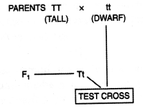 Class 12 Biology Important Questions Chapter 5 Principles of Inheritance and Variation 16