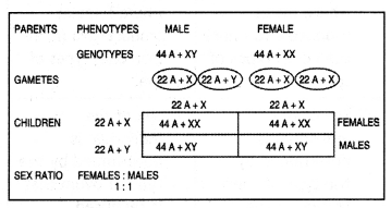 Class 12 Biology Important Questions Chapter 5 Principles of Inheritance and Variation 18