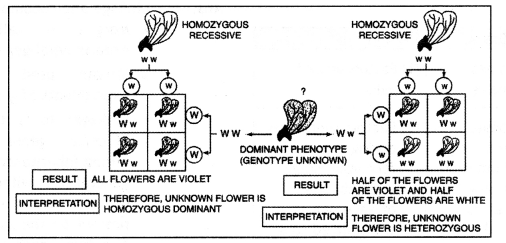 Class 12 Biology Important Questions Chapter 5 Principles of Inheritance and Variation 19