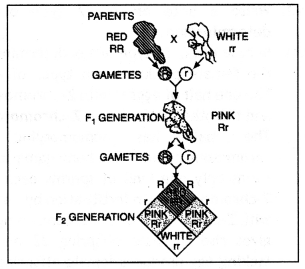 Class 12 Biology Important Questions Chapter 5 Principles of Inheritance and Variation 2