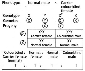 Class 12 Biology Important Questions Chapter 5 Principles of Inheritance and Variation 24