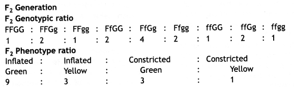 Class 12 Biology Important Questions Chapter 5 Principles of Inheritance and Variation 26