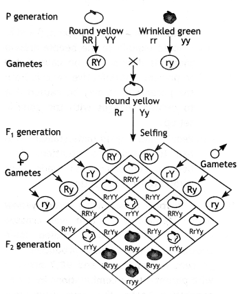 Class 12 Biology Important Questions Chapter 5 Principles of Inheritance and Variation 29