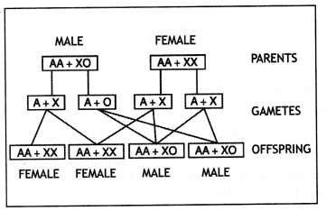 Class 12 Biology Important Questions Chapter 5 Principles of Inheritance and Variation 30