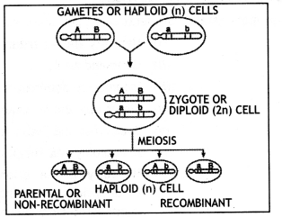 Class 12 Biology Important Questions Chapter 5 Principles of Inheritance and Variation 31