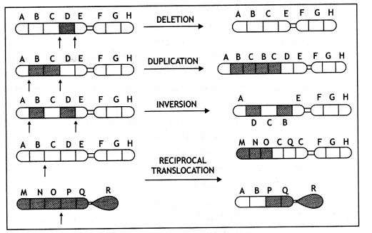 Class 12 Biology Important Questions Chapter 5 Principles of Inheritance and Variation 32