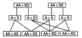 Class 12 Biology Important Questions Chapter 5 Principles of Inheritance and Variation 4