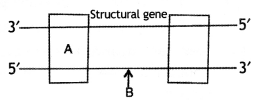 Class 12 Biology Important Questions Chapter 6 Molecular Basis of Inheritance 1