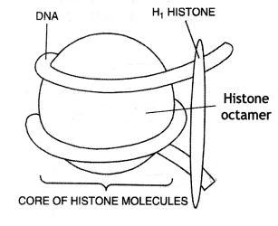 Class 12 Biology Important Questions Chapter 6 Molecular Basis of Inheritance 10