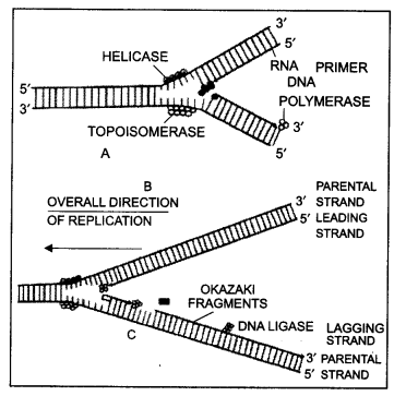 Class 12 Biology Important Questions Chapter 6 Molecular Basis of Inheritance 11