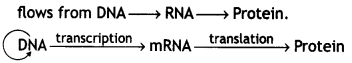 Class 12 Biology Important Questions Chapter 6 Molecular Basis of Inheritance 12