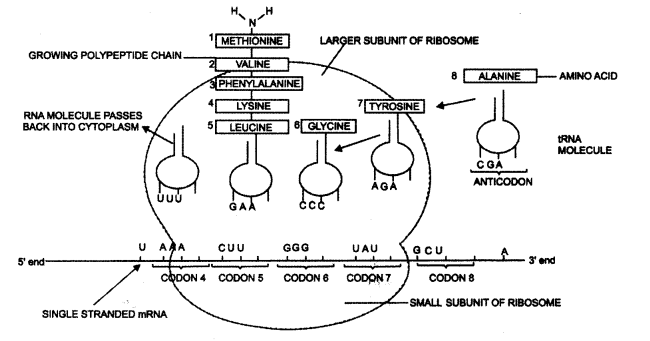 Class 12 Biology Important Questions Chapter 6 Molecular Basis of Inheritance 14