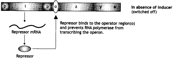 Class 12 Biology Important Questions Chapter 6 Molecular Basis of Inheritance 16