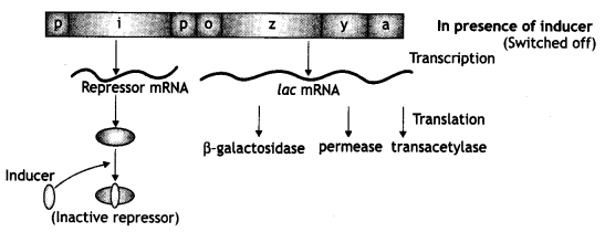 Class 12 Biology Important Questions Chapter 6 Molecular Basis of Inheritance 17