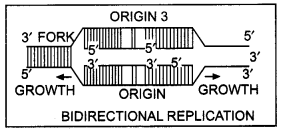 Class 12 Biology Important Questions Chapter 6 Molecular Basis of Inheritance 19