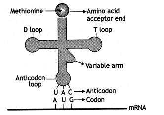 Class 12 Biology Important Questions Chapter 6 Molecular Basis of Inheritance 2