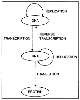 Class 12 Biology Important Questions Chapter 6 Molecular Basis of Inheritance 20