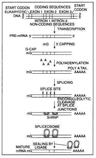 Class 12 Biology Important Questions Chapter 6 Molecular Basis of Inheritance 21