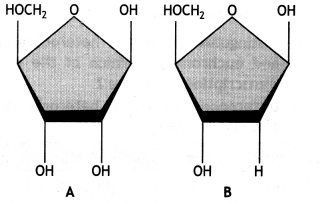 Class 12 Biology Important Questions Chapter 6 Molecular Basis of Inheritance 3