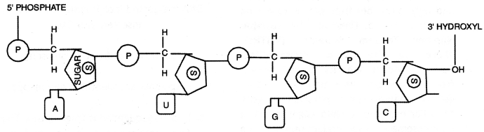 Class 12 Biology Important Questions Chapter 6 Molecular Basis of Inheritance 5