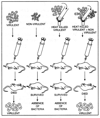 Class 12 Biology Important Questions Chapter 6 Molecular Basis of Inheritance 7