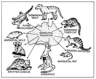 Class 12 Biology Important Questions Chapter 7 Evolution 5