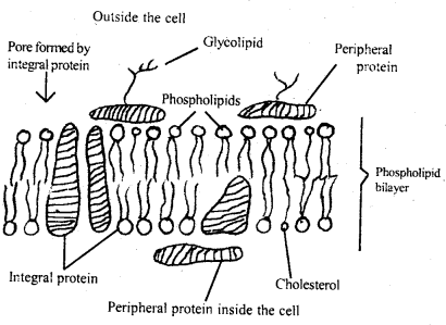 Cell The Unit of Life Class 11 Important Extra Questions Biology 1