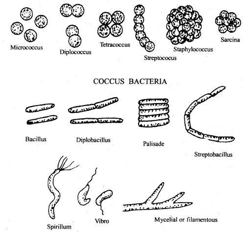 Biological Classification Class 11 Important Extra Questions Biology  Chapter 2