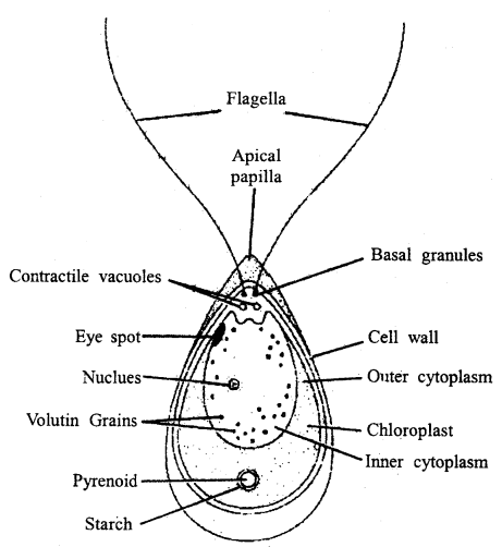 Class 11 Biology Important Questions Chapter 3 Plant Kingdom 1