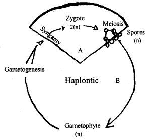 Class 11 Biology Important Questions Chapter 3 Plant Kingdom 5