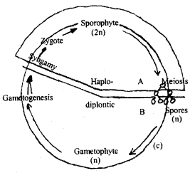 Class 11 Biology Important Questions Chapter 3 Plant Kingdom 7